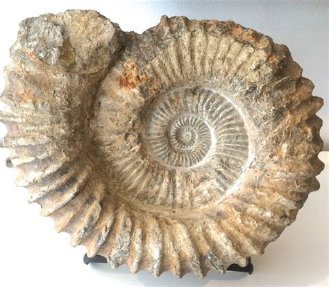 unidentified large fossil.